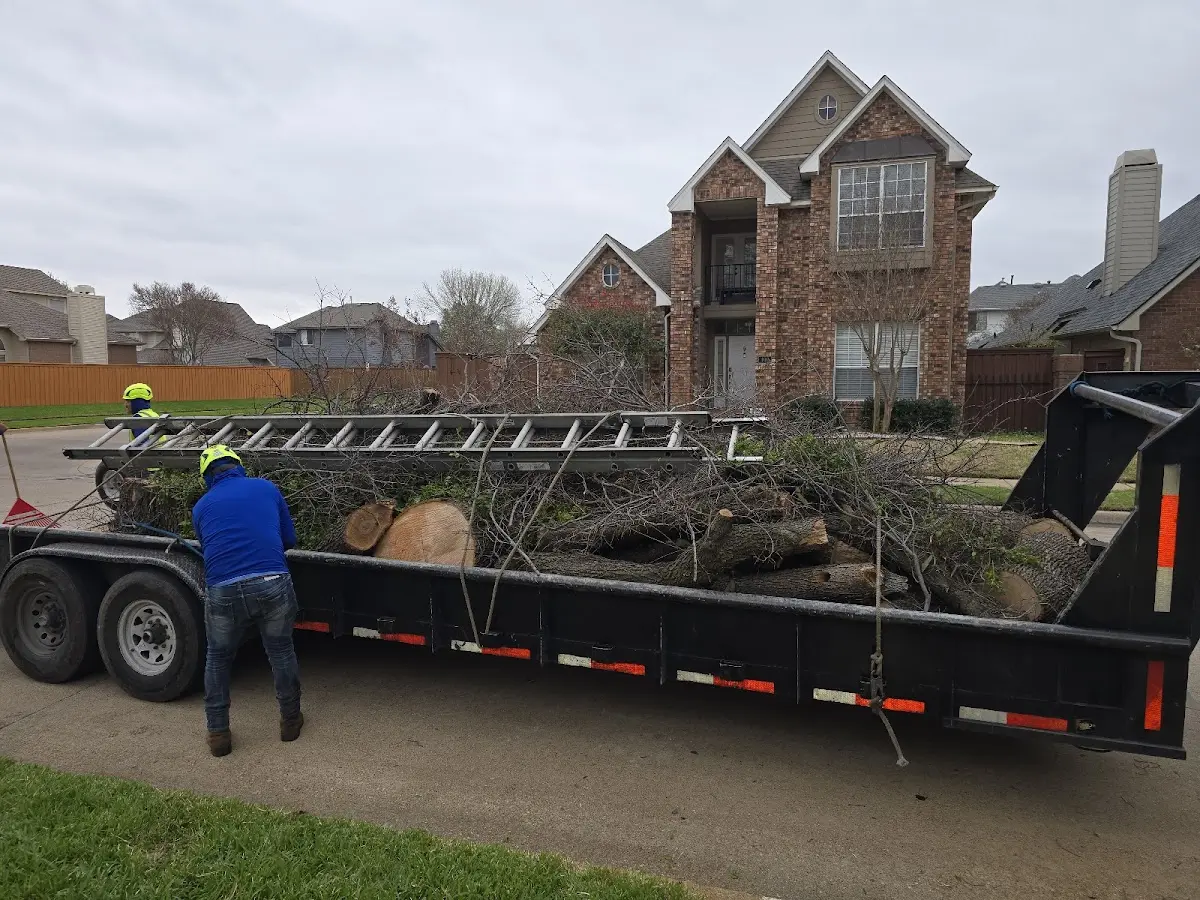 Expert Tree Removal with proper safety equipment in Pismo Beach